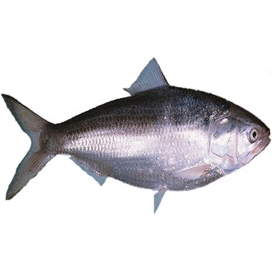 Fisk hilsa 1-1,2KG*20kg