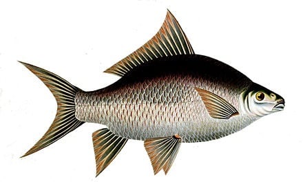 Fisk Katla 20kg