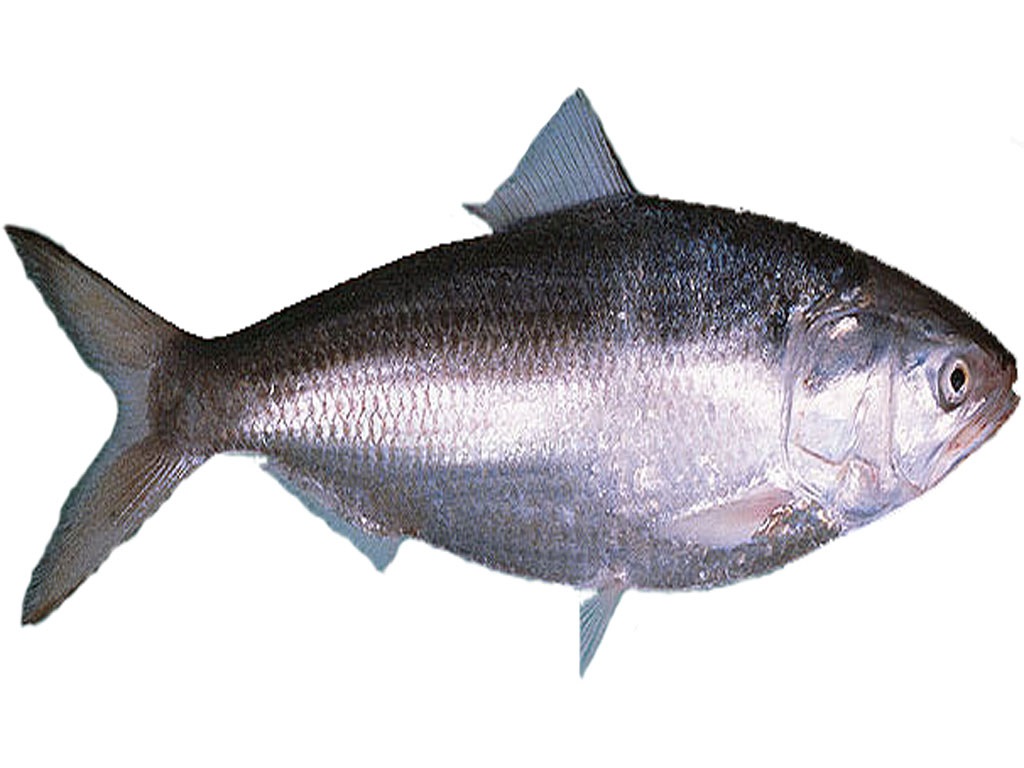 Fisk hilsa 500/800 * 20kg