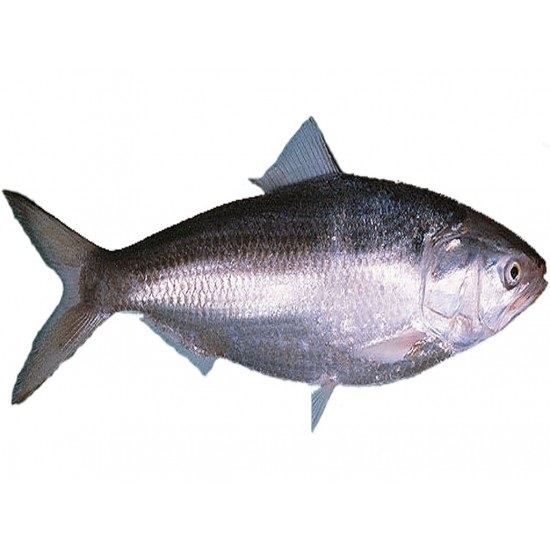 XFisk hilsa 800/1000 * 20kg