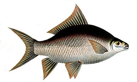 Fisk Katla 20kg