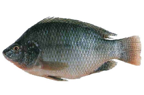 Fisk niltilapia  800+*10kg
