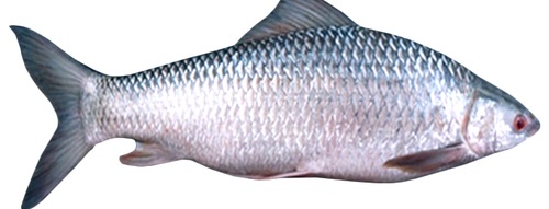 Fisk Mrigalkarp (Shabot) 20 kg × 1