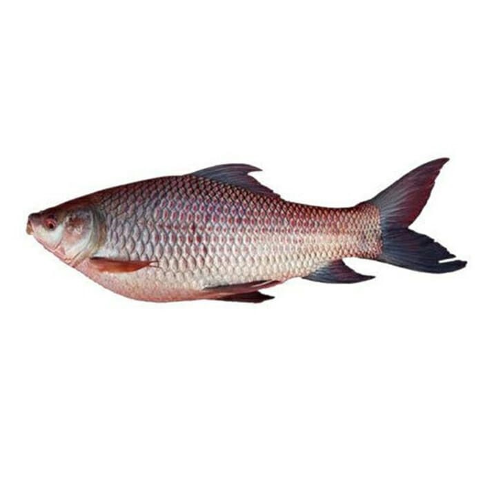 Fisk Rohu ca 2 kg/st × 20 kg